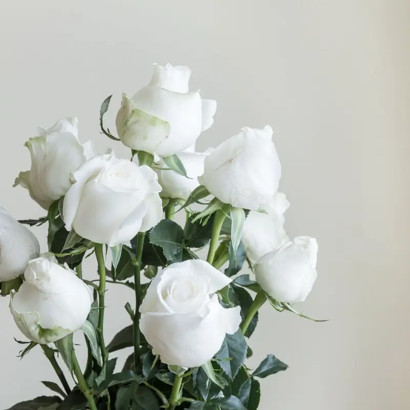 En bukett vita rosor, ett vanligt val som kondoleansblommor.
