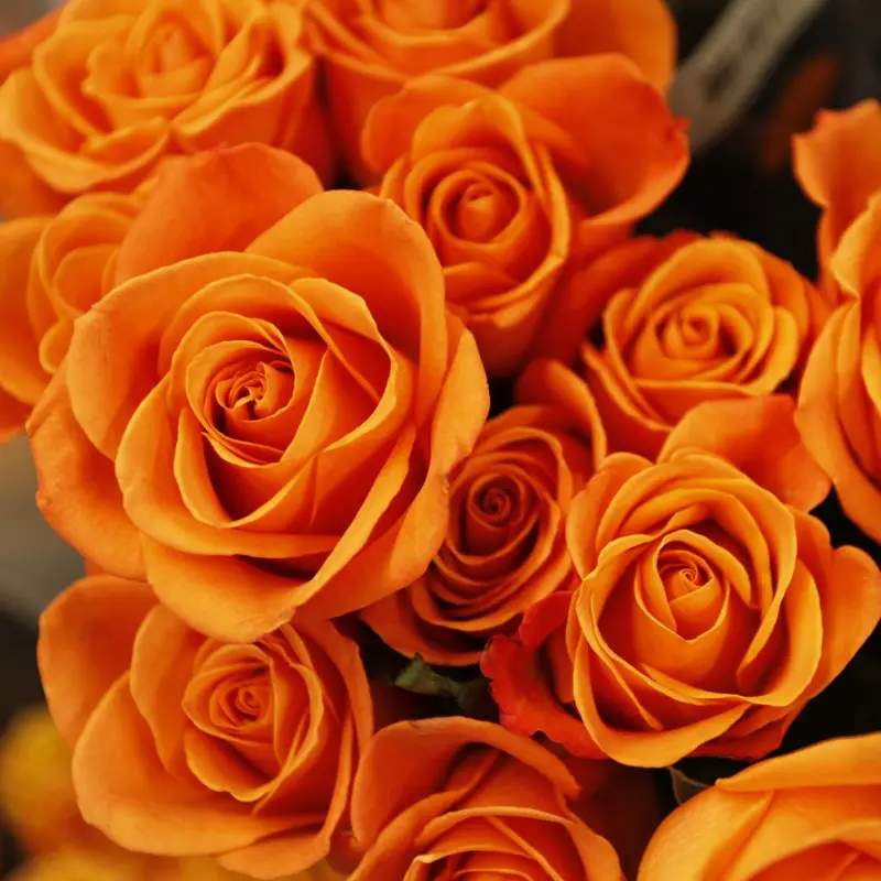 orange rosor betydelse