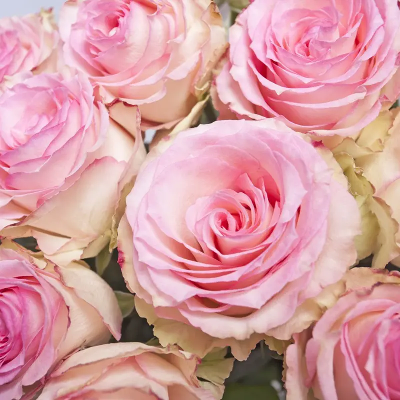 En bukett med femton rosa rosor som ges för att be om förlåtelse.