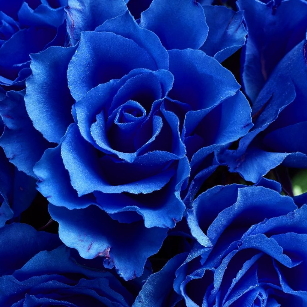 En bukett med blå rosor symboliserar fascination för det ovanliga och det ouppnåeliga. Det är en gest som uttrycker att du beundrar någon.
