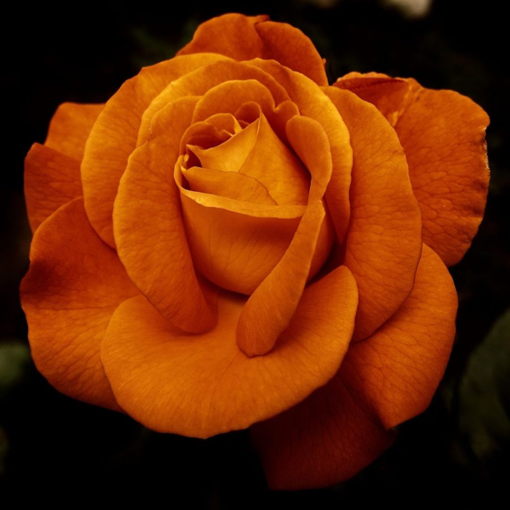 En orange ros i närbild för att visa dess sköra och eleganta sida som är både vacker och glädjerik, perfekt för någon du tycker om extra mycket.