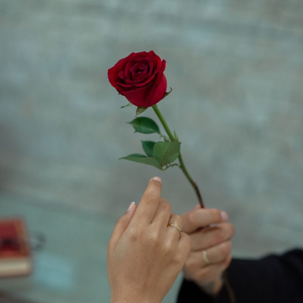 En ros ges bort till sin älskade vilket har en stor meningsfull betydelse för relationen och romantikens kärlek.