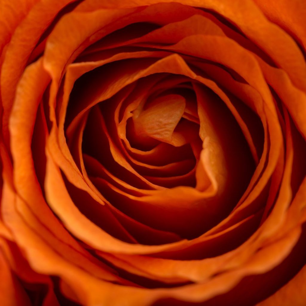 Orange rosor symboliserar entusiasm, fascination och passion.