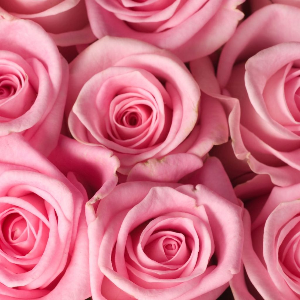 Rosa rosor bredvid varandra symboliserar en vacker beundran för en vän, kollega eller person som du är tacksam över och vill visa din uppskattning.