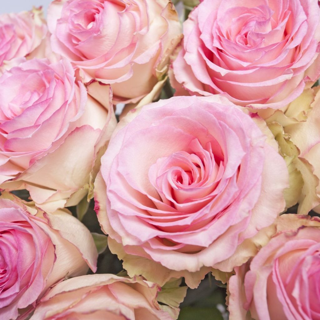 Rosa rosor i bukett som skapar en vacker syn för ögat, perfekt för någon som du är tacksam över.