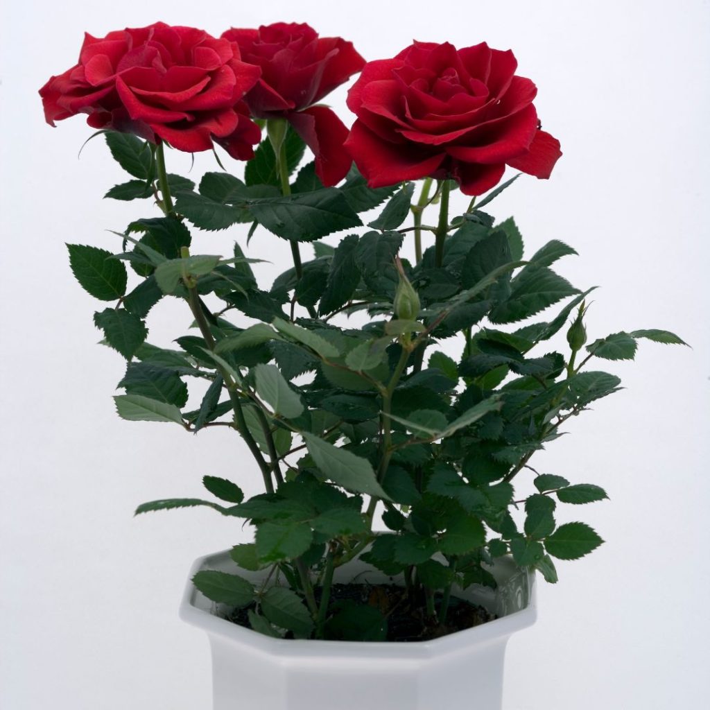 Rosor i kruka kan vara en underbar inredningsdetalj, men de kräver särskild skötsel för att blomma och frodas.