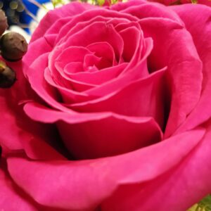 En evighetsros i färgglad rosa nyans som utstrålar glädje och kärlek.